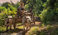 Cart run